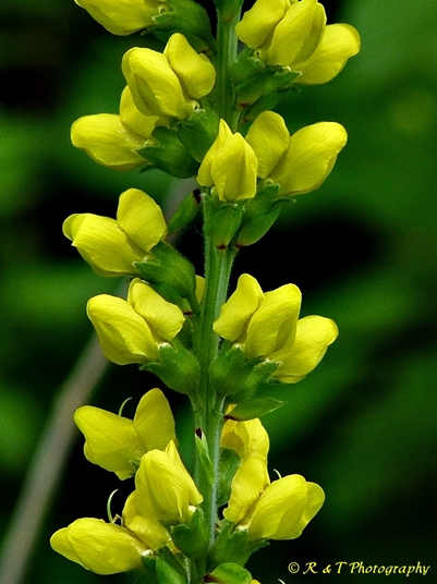 {Thermopsis villosa}